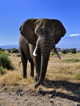 Amboseli & Masai Mara Tours