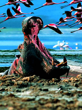 Kenya Safari Tours